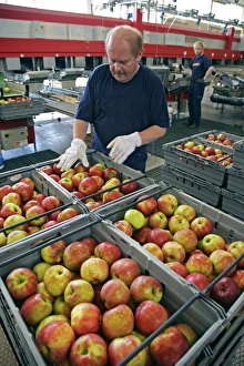 Stampe di Distribuzione di frutta. Il pacchettatore classifica le mele per la distribuzione e viene fotografato a Kivuk, Svezia Immagini datate 2007 giugno: Distribuzione di frutta