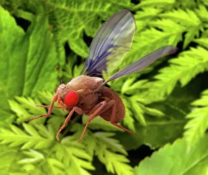 Compound Eyes Stampe: Fruit fly, SEM