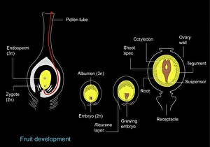 Plant Reproduction Stampe: Fruit formation, artwork