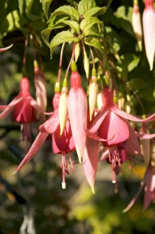 Exotic Flowers Stampe: Fuchsia Cascade
