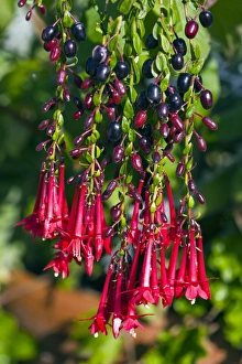 Tropical Plant Images Stampe: Fuchsia sp
