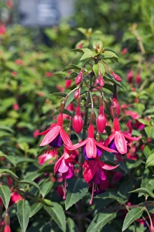 Exotic Garden Plants Stampe: Fuchsia Tom Thumb