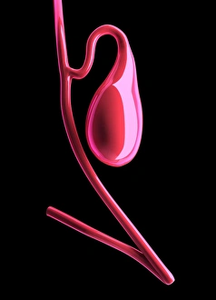 Human Digestive System Organs Stampe: Gall bladder, artwork