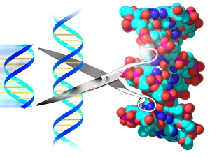 Deoxyribonucleic Acid Art Stampe: Genetic engineering