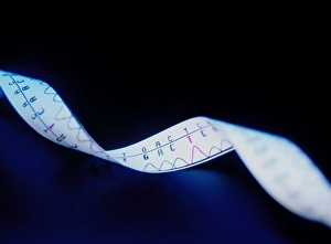 Deoxyribonucleic Acid Stampe: Genetic sequence