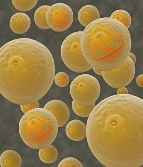 Stampe di Pollen geneticamente modificato Immagini datate 2004 novembre: Grani di polline geneticamente modificati