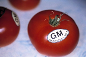 Stampe di Le tomate geneticamente modificate. Immagine concettuale rappresentante le tomate geneticamente modificate (GM) Immagini del 12 marzo 2003: Tomi da modifica genetica