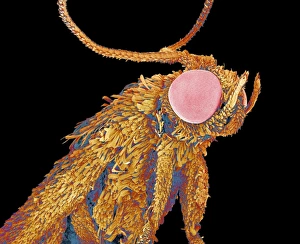 Compound Eyes Insect Stampe: Geometer moth, SEM