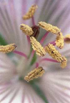 Geranium Flower Stampe: Geranium flower