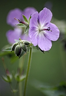 Red Geraniums Stampe: Geranium (Geranium eriostemon)
