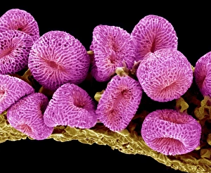 Scanning Electron Microscopy Images Stampe: Geranium pollen, SEM