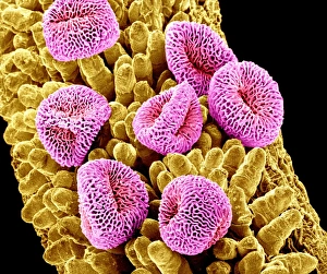 Scanning Electron Micrograph Of Pollen Stampe: Geranium pollen, SEM C015 / 9155