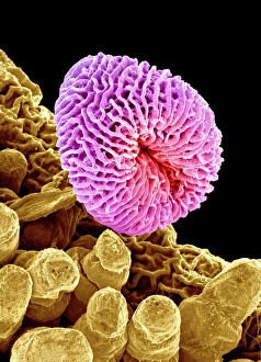 Pollen Grain Morphology Stampe: Geranium pollen, SEM C015 / 9159