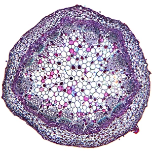 Stampe di Il stemo del geranio. Micrografia ottica leggera di una sezione attraverso un giovane stemo di piante da geranio (Pelargonium sp.) Immagini datate 2012 gennaio: Stemmo del geranio, micrografia leggera