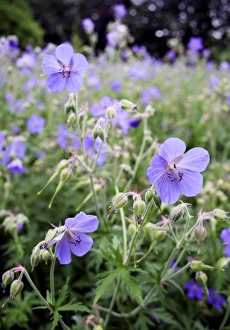 Botanical Images Stampe: Geraniums