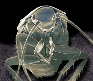 SEM Images Of Insects Stampe: German cockroach, SEM