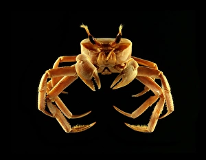 Camouflage In Nature Stampe: Ghost crab
