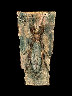 Insect Camouflage Techniques Stampe: Ghost insect