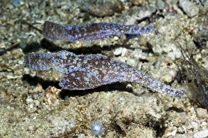 Reef Dwelling Fish Stampe: Ghost pipefish