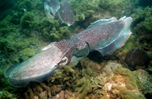 Stampe di La seppia gigante (Sepia apama) si accoppa. Durante la copulazione il maschio posiziona lo spermatoforo (una capsula contenente cellule spermatiche) in una bocca sotto al labbro della femmina Immagini datate 2008 febbraio: Cefale di gigante durante la maturazione sessuale