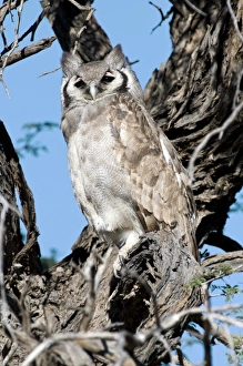 Stampe di L'aquila uccello notturno (Bubo lacteus) su un albero. Questa aquila abita foreste e praterie vicino ai fiumi e laghi nell'Africa sotto il Sahara Immagini datate 2011 luglio: Falcone aquila gigante