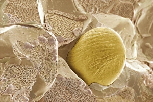 Scanning Electron Micrograph Stampe: Ginger, SEM
