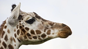 Ugandan Wildlife Stampe: Giraffe