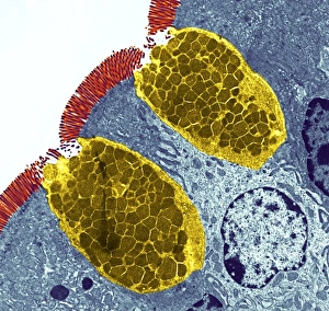 Stampe di Le cellule goblet. Immagine trasmessa dal trasmissione elettronero (TEM) di una sezione attraverso le cellule goblet nella parete del piccolo intestino, parte dell'apparato digerente Immagini datate 2005 giugno: Cellule del gobetto