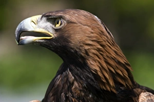 Large Bird Of Prey Stampe: Golden eagle