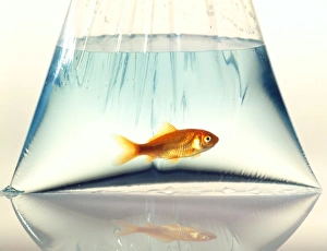 Goldfish
