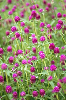 Flower Photography Stampe: Gomphrena globosa
