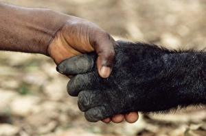 Stampe di Orango e uomo. Orangolano occidentale (Gorilla gorilla gorila) che tiene le mani con un uomo. Fotografato al Centro per la vita selvatica di Limbe in Camerun, in Africa Immagini datate 2005 luglio: Orango e uomo