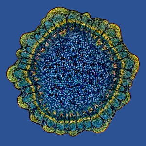 Polarised Light Microscopy Stampe: Grape vine stem, light micrograph