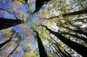 Stampe di Alberi di quercia (Populus sp.) nella Finlandia Grafica E Motivi Stampe: Alberi di quercia aspro