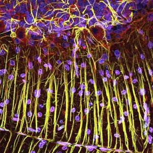 Stampe di Il tessuto del cervello Grafica E Motivi Stampe: Tessuto del cerebello, micrografo leggero