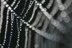 Stampe di Ragnatela di spide cariche d'acqua Grafica E Motivi Stampe: Ragnatela di spide cariche d'acqua