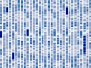 DNA Molecule Structure Stampe: DNA autoradiogram