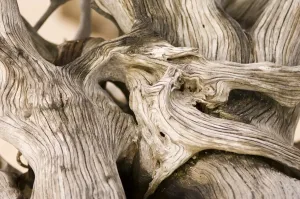 Driftwood Beach Stampe: Driftwood