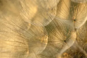 Tragopogon Pratensis Stampe: Goats beard seedhead