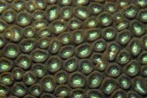 Stampe di Coral duro (Favites spp.). Immagine di polipi circolari vicini sulla superficie del corallo duro fotografati a Banda, Molucche, Indie Orientali Grafica E Motivi Stampe: Corallo duro