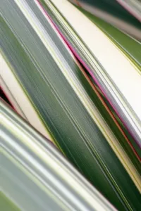 Stampe di Foglie di Phormium (Phormium cookianum Tricolor) Grafica E Motivi Stampe: Foglie di Phormium
