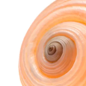 Stampe di Conchiglia di lumaca Grafica E Motivi Stampe: Conchiglia di lumaca.