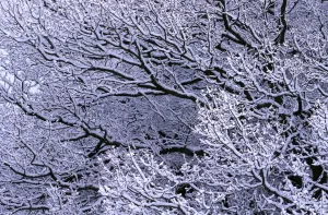 Oak Tree Branches Stampe: Snow on branches