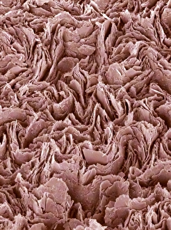 Coloured Scanning Electron Microscopy Stampe: Graphite pencil core, SEM