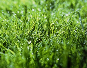 Green Grass Stampe: Grass