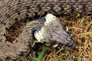 European Reptiles Stampe: Grass snake