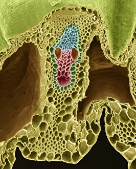 Plant Vascular System Stampe: Grass stem, SEM