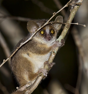 Madagascar Primates Stampe: Gray mouse lemur