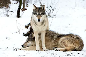 Stampe di Lupo grigio (Canis lupus) al Centro di Scienza dei Lupi, Austria. Questo laboratorio di ricerca esplora le similitudini e i collegamenti tra lupo, cane ed uomo Immagini datate 2014: Lupo grigio