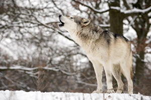 Canis Lupus Behavior Stampe: Gray wolf howling